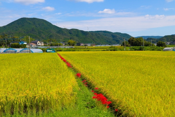 田んぼの夢占い