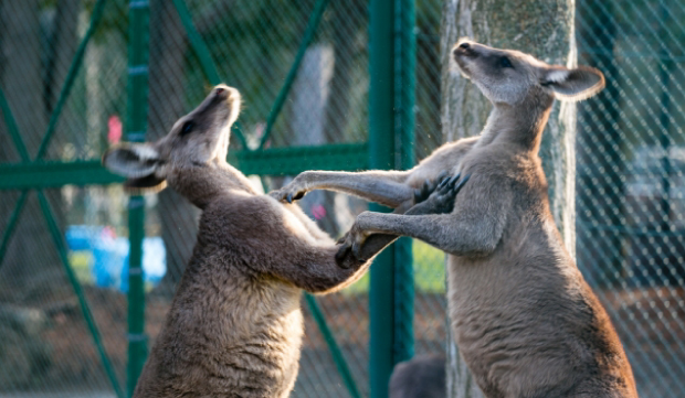 カンガルーの夢占い