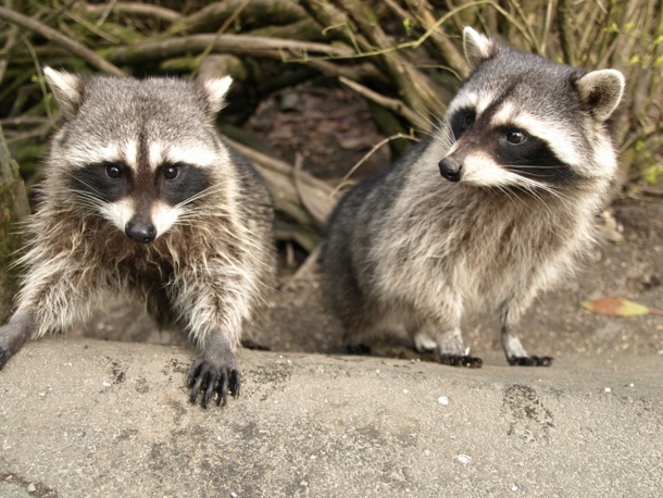 アライグマの夢占い