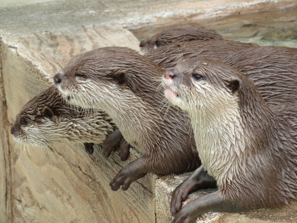 カワウソの夢占い