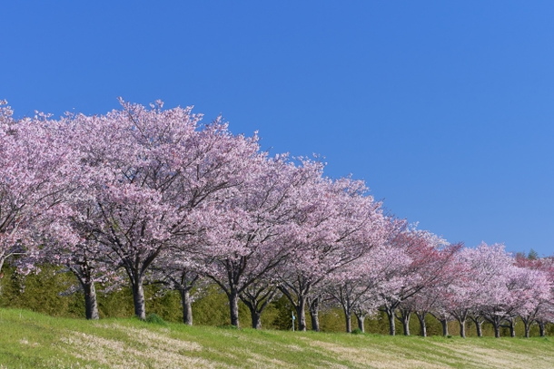 桜の夢占い