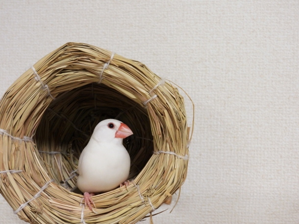 文鳥の夢占い
