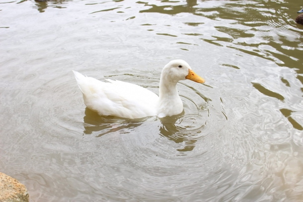 アヒルの夢占い