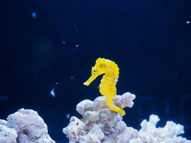 タツノオトシゴの夢占い