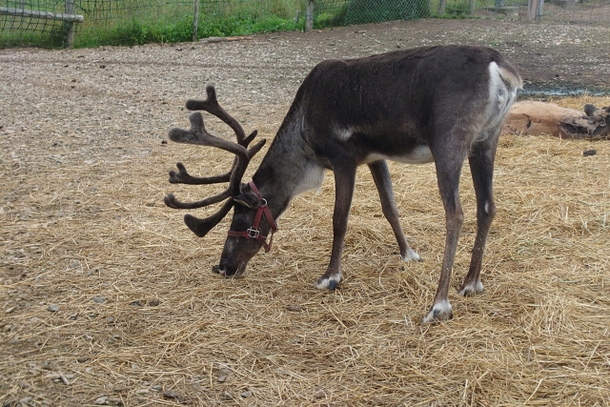 トナカイの夢占い