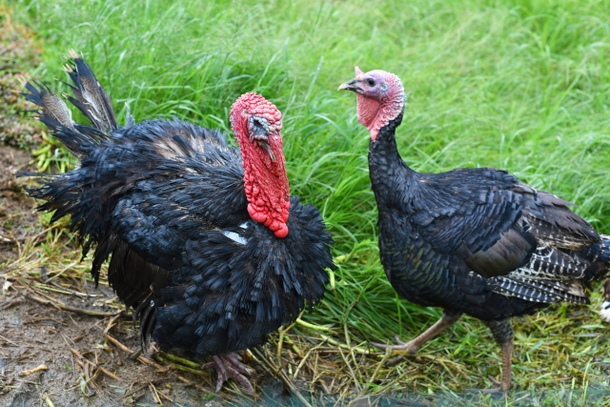 七面鳥の夢占い