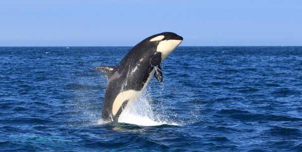 シャチの夢占い