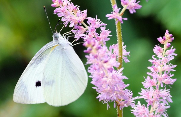 モンシロチョウの夢占い