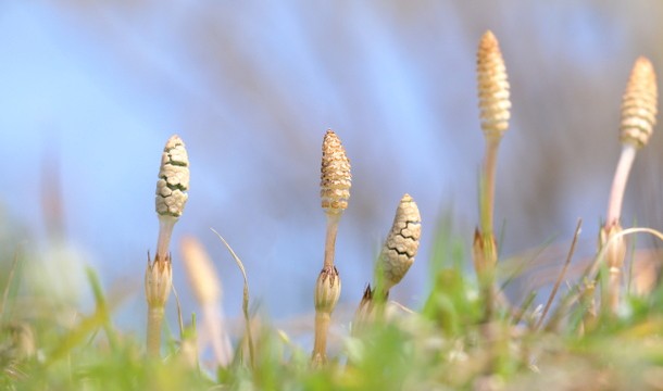 つくしの夢占い