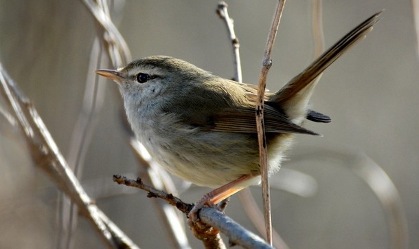 ウグイスの夢占い