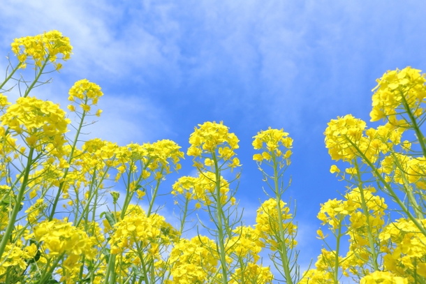菜の花の夢占い