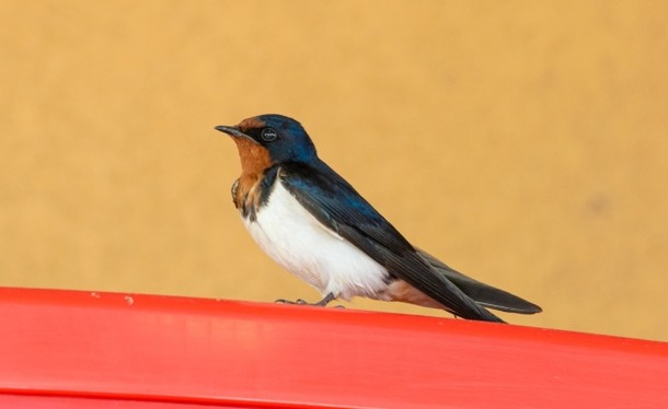 ツバメの夢占い