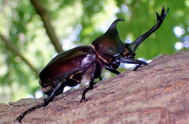 カブトムシの夢占い