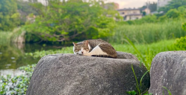 野良猫の夢占い